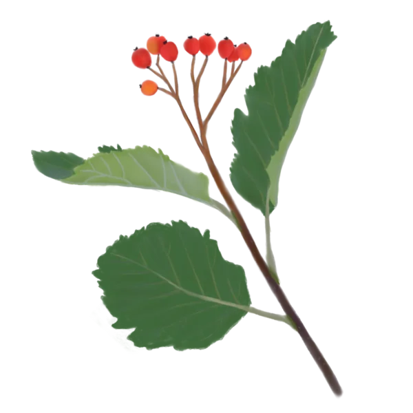 Горбина проміжна Горбина шведська Sorbus intermedia Структурні рослини Рослини для живоплоту Рослини для живої огорожі Декоративні ягоди Декоративне листя Tree Structural plants