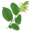 Граб звичайний Carpinus betulus Cаджанці граба звичайного Cтруктурні рослини Structural plants Живопліт Рослини для живоплоту Hedge Гребля