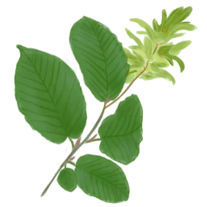Граб звичайний Carpinus betulus Гребля Граб звичайний Carpinus betulus Cаджанці граба звичайного Cтруктурні рослини Structural plants Живопліт Рослини для живоплоту Hedge Гребля