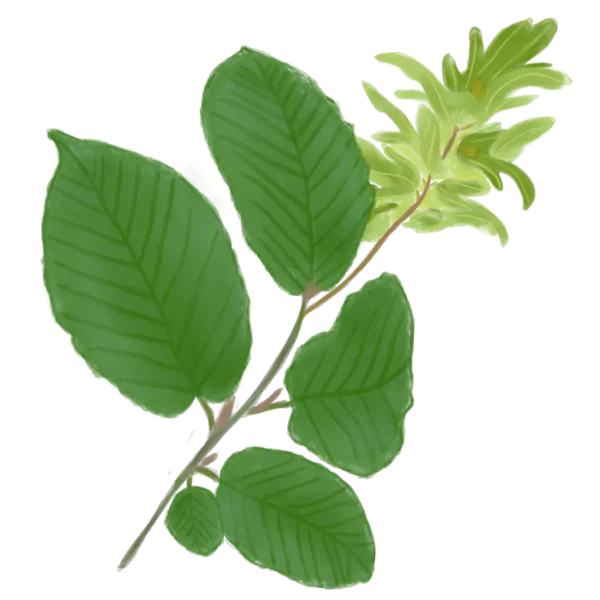 Граб звичайний Carpinus betulus Cаджанці граба звичайного Cтруктурні рослини Structural plants Живопліт Рослини для живоплоту Hedge Гребля