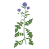 Головатень Blue Glow Echinops bannaticus Blue Glow Сезонні рослини