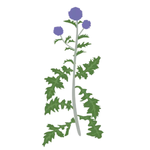 Головатень Blue Glow Echinops bannaticus Blue Glow Сезонні рослини