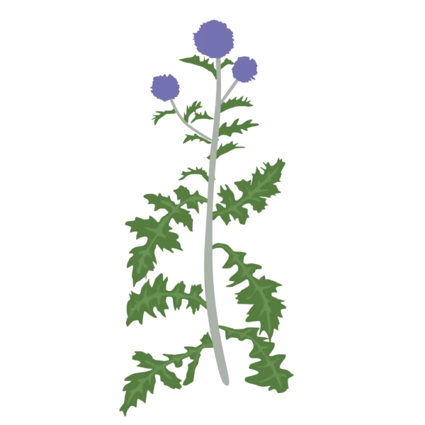Головатень Blue Glow Echinops bannaticus Blue Glow Сезонні рослини