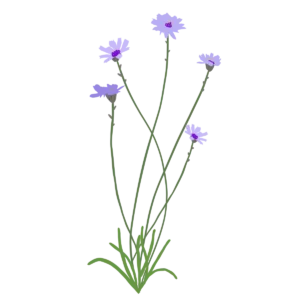 Катананхе блакитне Catananche caerulea Багаторічна трав'яниста рослина Сезонні рослини Seasonal plants Посухостійка