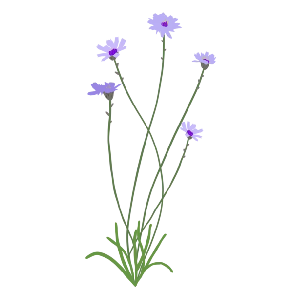 Катананхе блакитне Catananche caerulea Багаторічна трав'яниста рослина Сезонні рослини Seasonal plants Посухостійка
