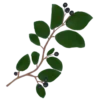 Кизильник блискучий Cotoneaster lucidus Кущ Shrub Рослини для живої огорожі Живопліт Hedge Structural plants Структурні рослини