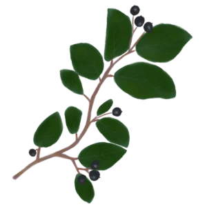 Кизильник блискучий Cotoneaster lucidus Кущ Shrub Рослини для живої огорожі Живопліт Hedge Structural plants Структурні рослини