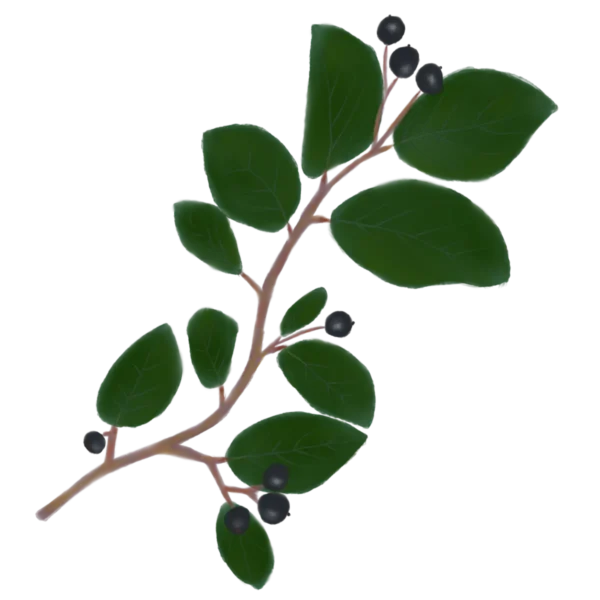 Кизильник блискучий Cotoneaster lucidus Кущ Shrub Рослини для живої огорожі Живопліт Hedge Structural plants Структурні рослини