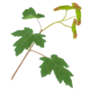 Клен польовий Acer campestre Tree Структурні рослини Рослини для живоплоту Рослини для живої огорожі
