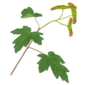 Ілюстрація клена польового Acer campestre Гребля Клен польовий Acer campestre Tree Структурні рослини Рослини для живоплоту Рослини для живої огорожі