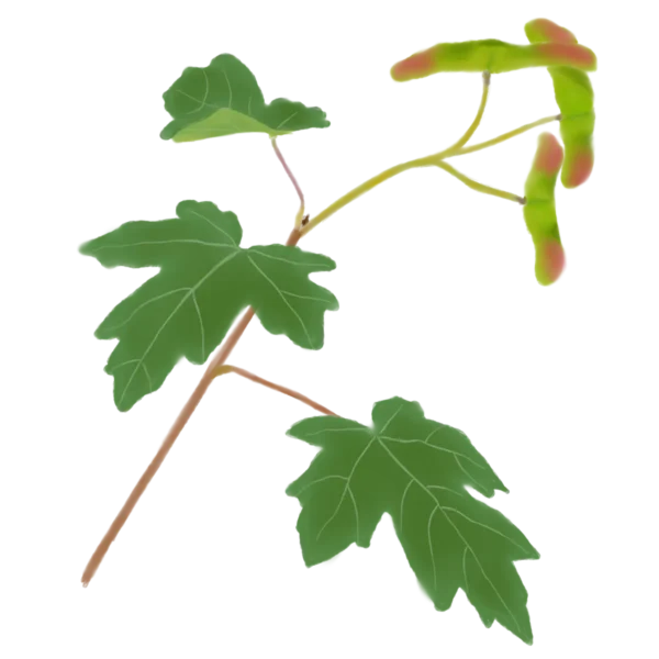 Клен польовий Acer campestre Tree Структурні рослини Рослини для живоплоту Рослини для живої огорожі