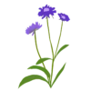 Коростянка кавказька Fama Deep Blue Scabiosa caucasica Fama Deep Blue Багаторічна трав'яниста рослина Сезонні рослини Seasonal plants