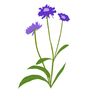 Коростянка кавказька Fama Deep Blue Scabiosa caucasica Fama Deep Blue Багаторічна трав'яниста рослина Сезонні рослини Seasonal plants