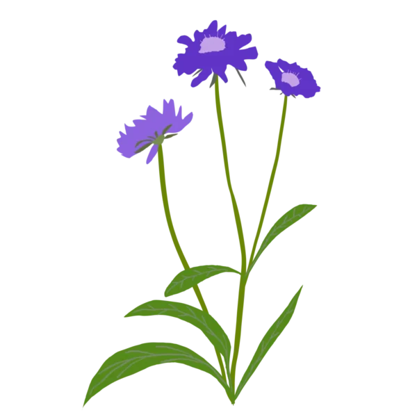 Коростянка кавказька Fama Deep Blue Scabiosa caucasica Fama Deep Blue Багаторічна трав'яниста рослина Сезонні рослини Seasonal plants