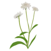 Коростянка кавказька Скабіоза кавказька Fama White Scabiosa caucasica Fama White Багаторічна трав'яниста рослина Сезонні рослини Seasonal plants