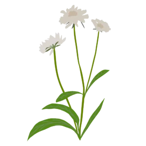 Коростянка кавказька Скабіоза кавказька Fama White Scabiosa caucasica Fama White Багаторічна трав'яниста рослина Сезонні рослини Seasonal plants