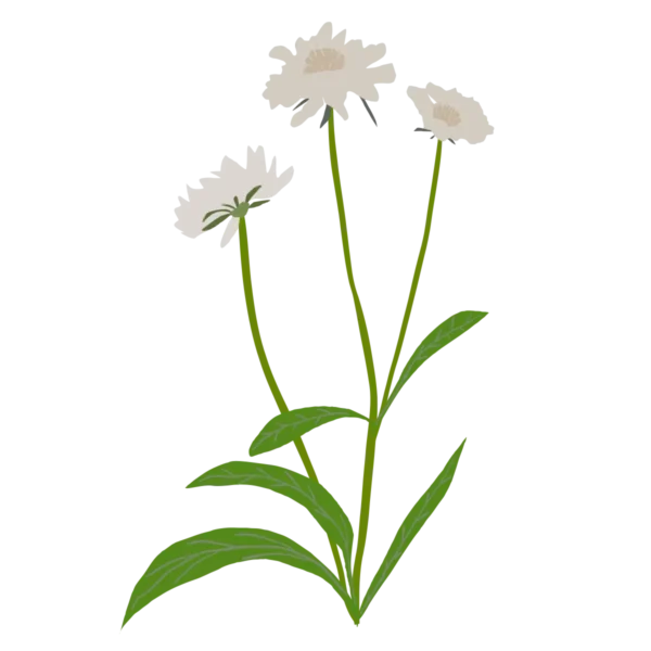 Коростянка кавказька Скабіоза кавказька Fama White Scabiosa caucasica Fama White Багаторічна трав'яниста рослина Сезонні рослини Seasonal plants