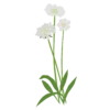 Коростянка кавказька Скабіоза кавказька Perfecta Alba Scabiosa caucasica Perfecta Alba Багаторічна трав'яниста рослина Сезонні рослини Seasonal plants Біла палітра White flower