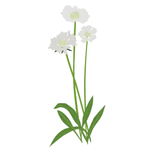 Коростянка кавказька Скабіоза кавказька Perfecta Alba Scabiosa caucasica Perfecta Alba Багаторічна трав'яниста рослина Сезонні рослини Seasonal plants Біла палітра White flower