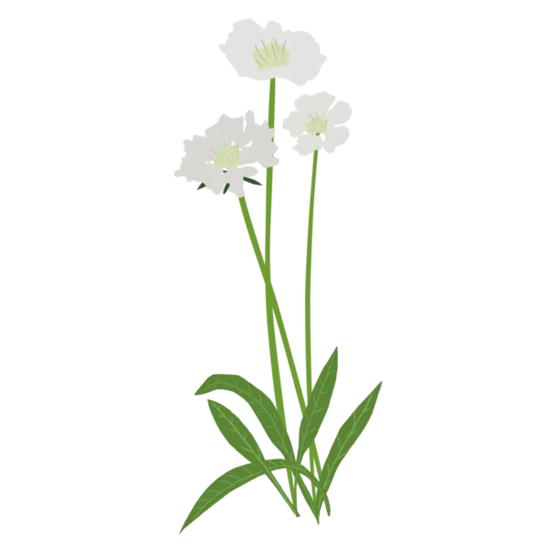 Коростянка кавказька Скабіоза кавказька Perfecta Alba Scabiosa caucasica Perfecta Alba Багаторічна трав'яниста рослина Сезонні рослини Seasonal plants Біла палітра White flower