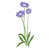 Коростянка кавказька Perfecta Clear Blue Scabiosa caucasica Perfecta Clear Blue Багаторічна трав'яниста рослина Сезонні рослини Seasonal plants