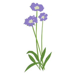 Коростянка кавказька Perfecta Clear Blue Scabiosa caucasica Perfecta Clear Blue Багаторічна трав'яниста рослина Сезонні рослини Seasonal plants