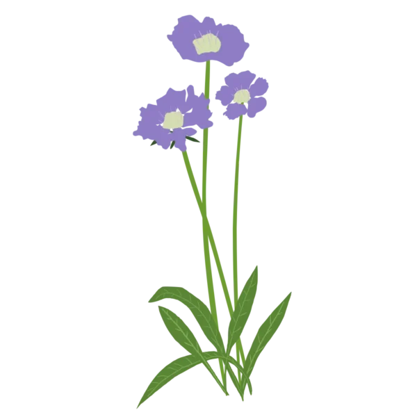 Коростянка кавказька Perfecta Clear Blue Scabiosa caucasica Perfecta Clear Blue Багаторічна трав'яниста рослина Сезонні рослини Seasonal plants