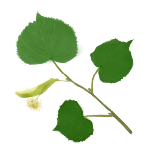 Ілюстрація липи серцелистої Tilia cordata Гребля Липа серцелиста Липи звичайна Липа дрібнолиста Tilia cordata Tree Cтруктурні рослини Рослини для живоплоту Рослини для живої огорожі Hedge tree
