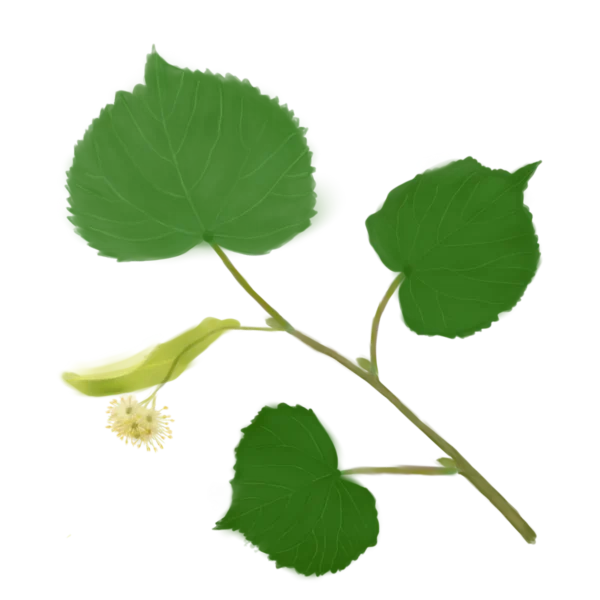 Липа серцелиста Липи звичайна Липа дрібнолиста Tilia cordata Tree Cтруктурні рослини Рослини для живоплоту Рослини для живої огорожі Hedge tree