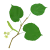 Липа широколиста Tilia platyphyllos Дерево Tree Структурні рослини Structural plants Рослини для живої огорожі Живопліт Hedge