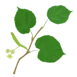 Липа широколиста Tilia platyphyllos Дерево Tree Структурні рослини Structural plants Рослини для живої огорожі Живопліт Hedge