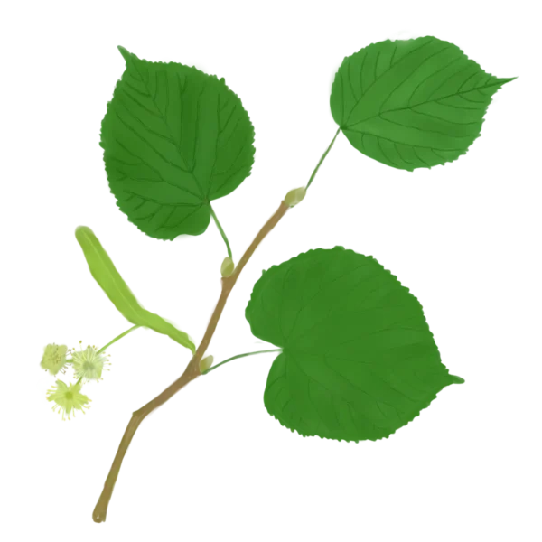 Липа широколиста Tilia platyphyllos Дерево Tree Структурні рослини Structural plants Рослини для живої огорожі Живопліт Hedge