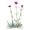 Гвоздики картузійські Dianthus carthusianorum Сезонні рослини Seasonal plants