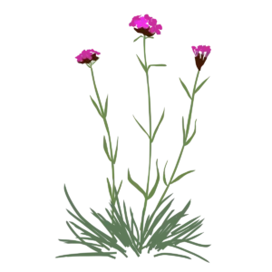 Гвоздики картузійські Dianthus carthusianorum Сезонні рослини Seasonal plants