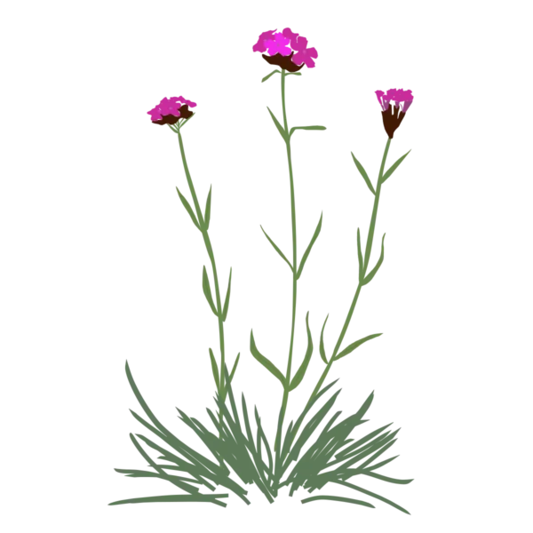 Гвоздики картузійські Dianthus carthusianorum Сезонні рослини Seasonal plants