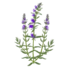 Гісоп лікарський Hyssopus officinalis Сезонні рослини Seasonal plants