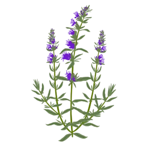 Гісоп лікарський Hyssopus officinalis Сезонні рослини Seasonal plants