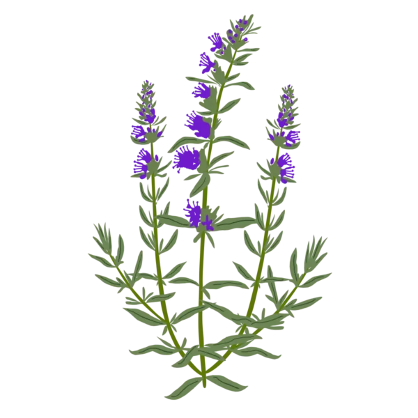 Гісоп лікарський Hyssopus officinalis Сезонні рослини Seasonal plants