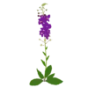 Дивина фіолетова Violetta Verbascum phoeniceum Violetta Рослини-заповнювачі Filler plants