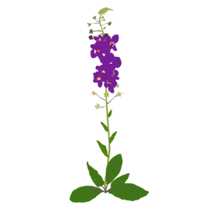 Дивина фіолетова Violetta Verbascum phoeniceum Violetta Рослини-заповнювачі Filler plants