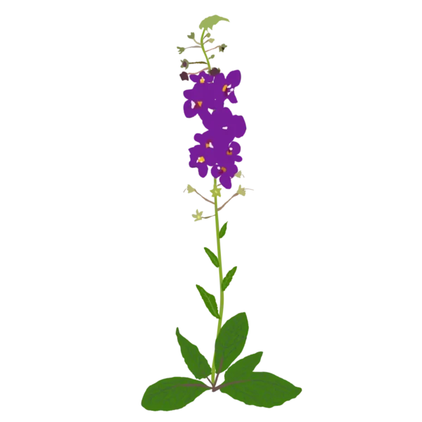 Дивина фіолетова Violetta Verbascum phoeniceum Violetta Рослини-заповнювачі Filler plants
