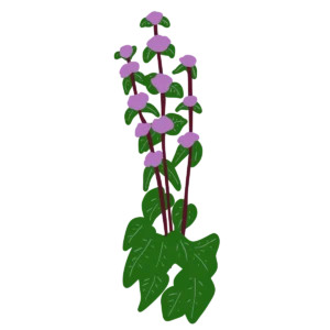Залізняк бульбистий Phlomis tuberosa Сезонні рослини Seasonal plants