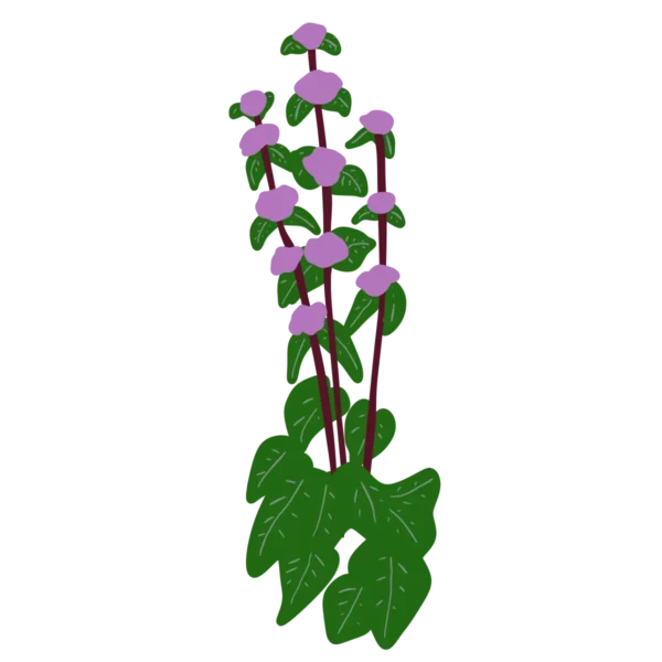 Залізняк бульбистий Phlomis tuberosa Сезонні рослини Seasonal plants