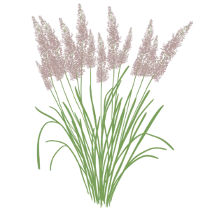 Куничник діамантовий Calamagrostis brachytricha Сезонні рослини Seasonal plants Трави Grass
