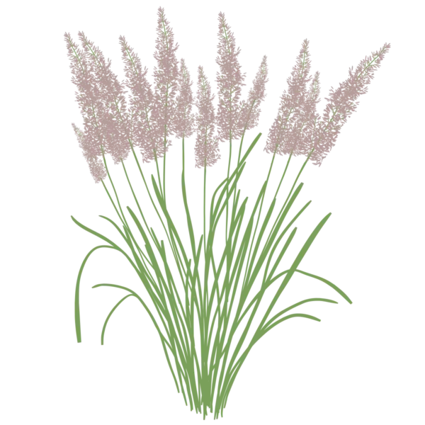 Куничник діамантовий Calamagrostis brachytricha Сезонні рослини Seasonal plants Трави Grass