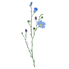 Льон багаторічний Linum perenne Рослини-заповнювачі Filler plants