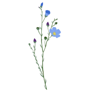 Льон багаторічний Linum perenne Рослини-заповнювачі Filler plants