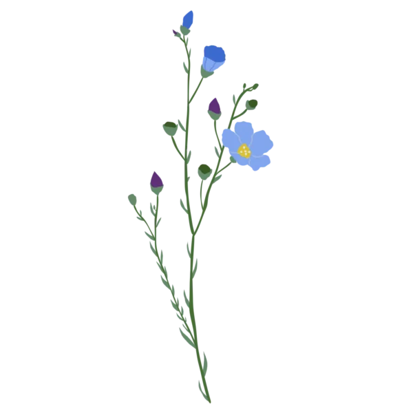 Льон багаторічний Linum perenne Рослини-заповнювачі Filler plants