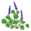 Люпин Lupini Blue Shades Lupinus Lupini Blue Shades Рослини-заповнювачі Filler plants