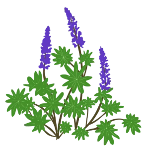 Люпин Lupini Blue Shades Lupinus Lupini Blue Shades Рослини-заповнювачі Filler plants